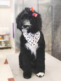 Most groomers will also trim the ears down to a shorter length. Goldendoodle Teddy Bear Haircut Grooming Tips Matthews Legacy Farm