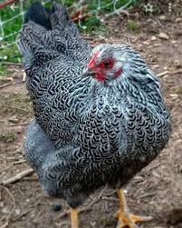 If you asked most folks what a plymouth rock hen's plumage looked like, they would say black and white bars, which would be correct as far as it goes. About Plymouth Rock Chickens A Friendly Bird That Lays 5 Eggs Per Week