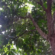 Untuk maklumat lanjut sila hubungi atau whatsapp saya. Tanah Untuk Dijual Sebatu Melaka Property For Sale On Carousell