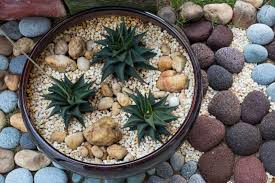 Cacti and succulents fall into the same group because they both have characteristics meaning they can survive in arid environments. What Is A Dish Garden