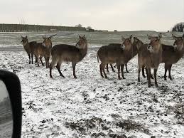 With over 27 rides and attractions, there is something here to suit the whole family. West Midland Safari Park Office Photos Glassdoor