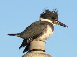 Black Bird With White Stripes On Wings Birds Of The World Kingfishers Kingfisher Bird Beautiful Birds Kingfisher