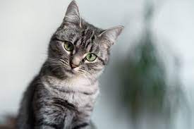 The name american shorthair was given to the breed in 1966 to distinguish them from the domestic shorthair, which is randomly bred and does not carry such specific traits from progeny to progeny. American Shorthair Charakter Haltung Pflege Zooplus