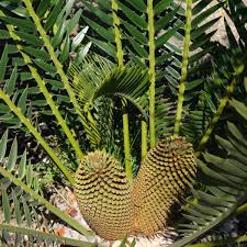 Image result for Encephalartos aplanatus