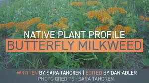 Check spelling or type a new query. Butterfly Weed University Of Maryland Extension