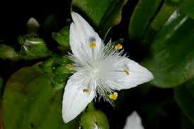 Image result for Dyschoriste albiflora