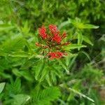 Image result for Rhodopentas