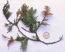 Image result for kabatina thujae