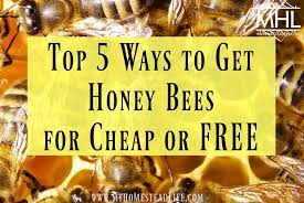 Vinegar spray is a great option to remove bumble bees from your yard and garden. Top 5 Ways To Get Honey Bees For Cheap Or Free My Homestead Life