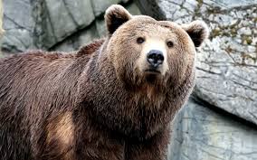 Cream aesthetic brown aesthetic aesthetic korea giant stuffed animals make my day kawaii tattoo we bare bears line friends animal wallpaper. Brown Bears Wallpapers Top Free Brown Bears Backgrounds Wallpaperaccess
