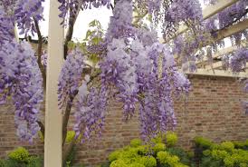 The chinese wisteria with both blue and white flowering varieties, wisteria sinensis or chinese wisteria is a vigorous climbing plant that produces masses of flowers in spring. Wisteria Summer Prune Winter Prune Training Greenfingers Online