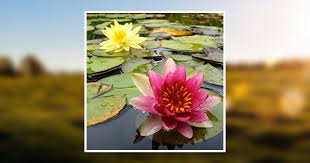 Dawn Bennett McMillan Obituary March 12, 2018