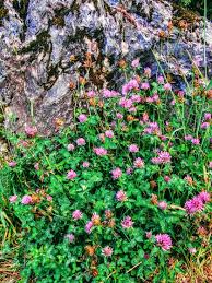 La principale differenza tra melone estivo e melone d'inverno sta nel ciclo colturale:. Raccontare Un Paese Fiori Spontanei Trifoglio Fiori Trifogli Fiori Selvatici