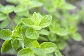 Image result for Origanum