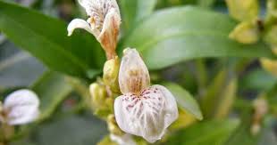 Image result for Justicia tenella