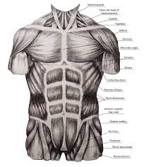 They form by the fusion and elongation of numerous precursor cells called myoblasts. Study Of Torso Muscles By Megasquid On Deviantart