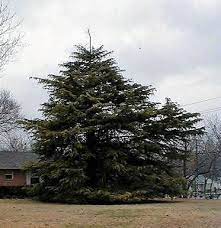 Maybe you would like to learn more about one of these? The Importance Of Low Branching Limbs Arborilogical