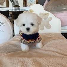 See what woof woof puppy (woofwoofpuppy) has discovered on pinterest, the world's biggest collection of ideas. Woof Woof Puppies Boutique Woofwoofpuppies Instagram Photos And Videos Puppies Photo And Video Woof