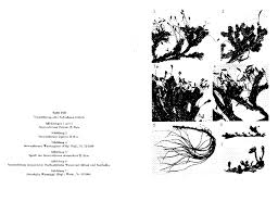 Image result for Inversodicraea