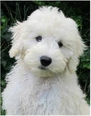 Find goldendoodle puppies for sale and dogs for adoption. English Goldendoodle Puppies For Sale English Cream Golden Doodles The Natural Goldendoodle