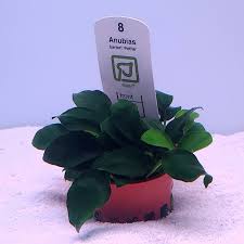 Image result for Hyparrhenia barteri