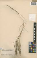 Image result for Rhytachne