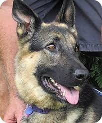 Check our list of puppies for sale Germantown Md German Shepherd Dog Mix Meet Heidi A Dog For Adoption Http Www Adoptapet Com Pet 17884250 Germ German Shepherd Dogs Dogs Shepherd Dog Mix