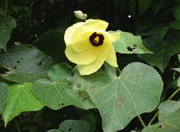 Image result for Hibiscus tiliaceus