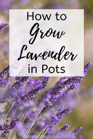 How To Grow Lavender In Pots Growing Lavender Lavender Potted Plant Lavender Plant