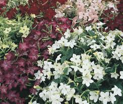 Image result for Nicotiana