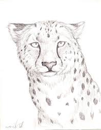 In this tutorial, we will draw cheetah's face. Cheetah Drawing Easy At Paintingvalley Com Explore Collection Of Cheetah Drawing Easy