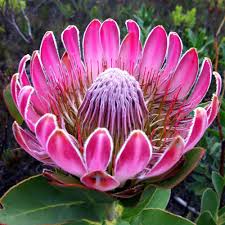 (english) jenny poval, protea farmer: Protea Cynaroides Seeds Rare South African Shrub Remarkable Flowers Plants Seeds Bulbs Patterer Home Garden