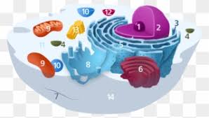 Just pick an audience or yourself and itll end up in. Animal Cell Diagram Without Labels Cell Biology Png Clipart 205984 Pinclipart