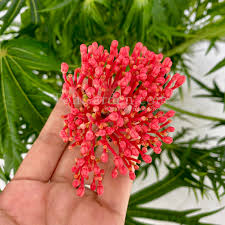 Image result for Jatropha multifida