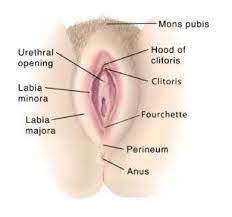 10 things you probably didn't know about female private parts. Female Private Part Diagram Vagina Anatomy U By Kotex Au This Process Is Known As Menstruation Senaida Troxell