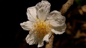 Image result for Caloncoba