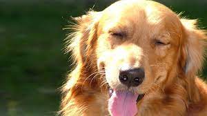 Cool xbox custom gamerpic 1080x1080. Cute Dog Yawning Hd Desktop Wallpaper Widescreen High Definition Fullscreen
