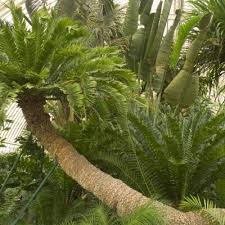 Image result for Zamiaceae