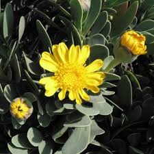 Image result for Hertia