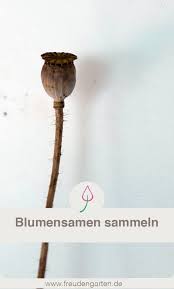 Blumensamen Fur Das Nachste Garten Jahr Sammeln Wann Ist Der Richtige Zeitpunkt Wie Richtig Ernten Und Wo Aufbewahren Jetzt Lesen Garten Blumen Tohumlar