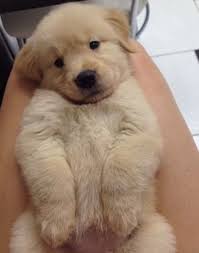 My First Love A Golden Retriever Puppy Cute Dogs Retriever Puppy Cute Dogs And Puppies