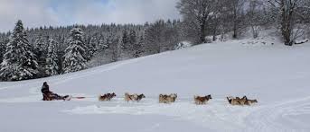 Notre agence de voyage anf vous propose de partir en randonnée en traineau à chien à la découverte des immenses territoires blancs canadiens durant votre séjour motoneige au québec. Chiens De Traineau Vosges