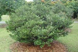 Image result for Diospyros ferrea