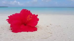If you would like to inquire personally about this product, you can contact the seller via the support ticket. Gumamela Flower Stock Video Footage 4k And Hd Video Clips Shutterstock