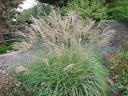 Miscanthus Sinensis Adagio Ornamental Grasses Landscaping Supplies Plants
