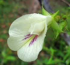 Image result for Clitoria kaessneri
