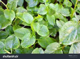 Image result for Basella paniculata