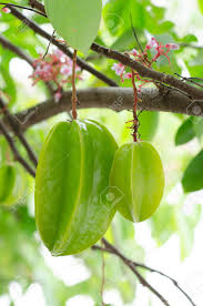 It is one of the most attractive tropical fruit trees. Green Star Apple Fruit On Tree Stock Photo Picture And Royalty Free Image Image 20880333