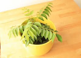 Note that it may take longer to root if the temperature is low. Grow Your Own Indian Curry Leaves