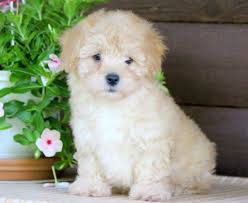Browse our miniature poodle puppies for sale, and bring home a new furry friend and some laughter, love, and friendship! Mini Poodle Puppies For Sale Puppy Adoption Keystone Puppies